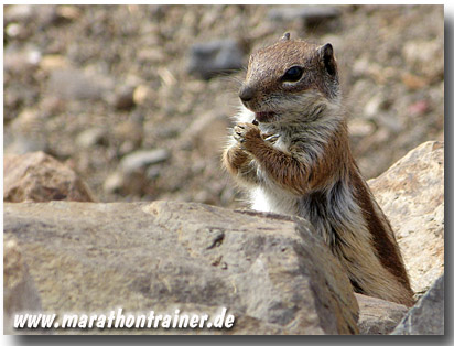 Putzige Atlas-Streifenhörnchen am Strand von Esquinzo